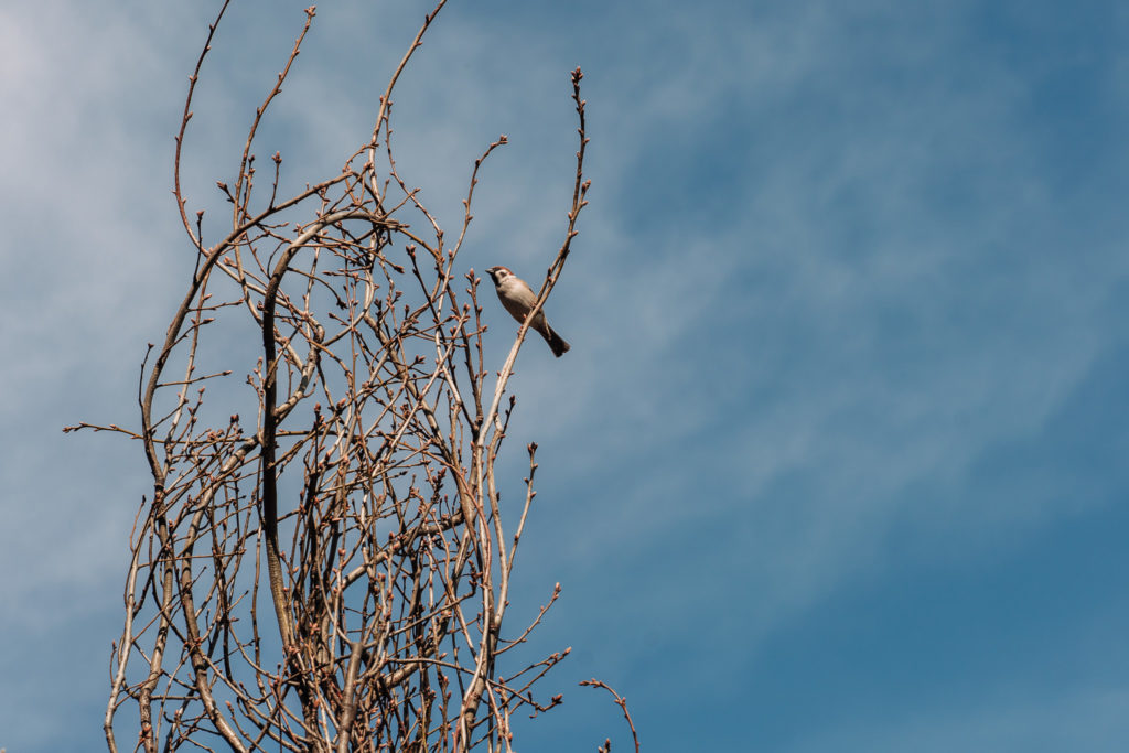 Samotny wróbel siedzący na gałązce z pąkami, w wąskiej koronie małego drzewa lub krzewu. W tle niebo.