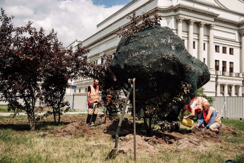 Prace z drzewkami poprzedzające prace archeologiczne na terenie Pałacu Brühla. Owinięte zieloną siatką zabezpieczającą drzewo w trakcie podlewania przez pracowników w pomarańczowych kamizelkach. Wokół drzewa wąski wykop umożliwiający wyjęcie go z ziemi i przesadzenie.